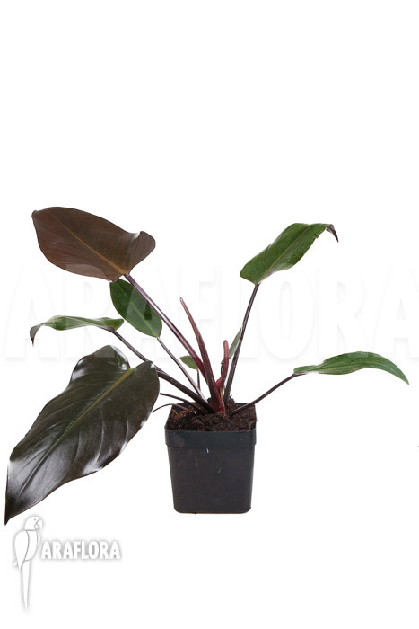 Philodendron x &lsquo;Red Congo&rsquo;