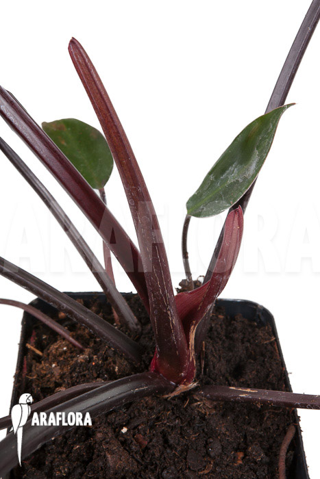Philodendron x &lsquo;Red Congo&rsquo;