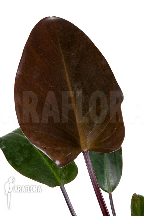 Philodendron x &lsquo;Red Congo&rsquo;