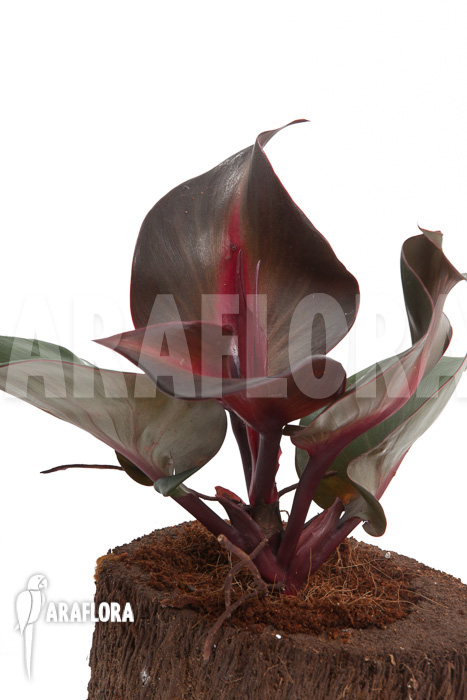 Philodendron &lsquo;Red Heart&rsquo;