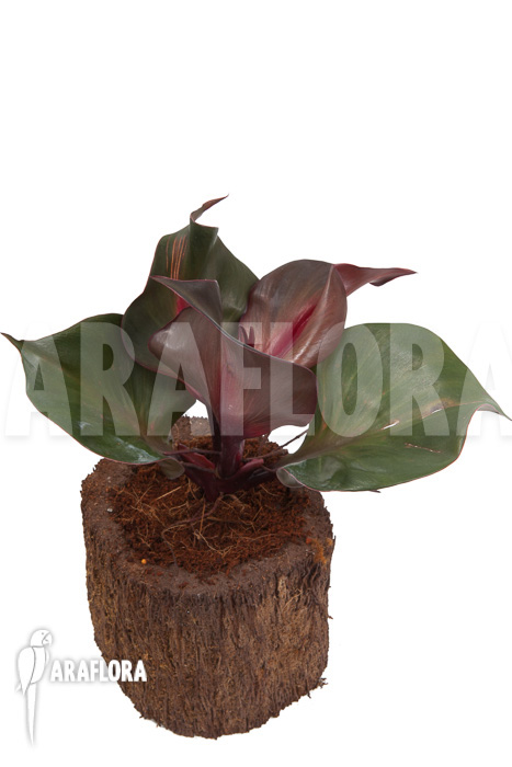 Philodendron &lsquo;Red Heart&rsquo;