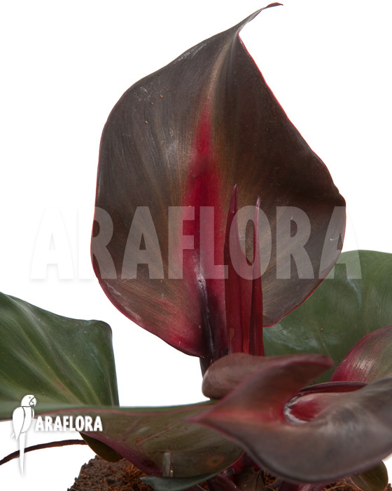 Philodendron &lsquo;Red Heart&rsquo;