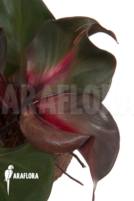 Philodendron &lsquo;Red Heart&rsquo;