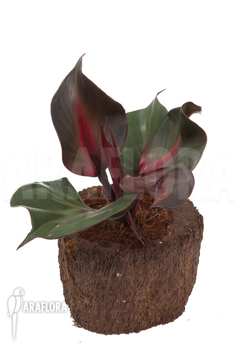Philodendron &lsquo;Red Heart&rsquo;