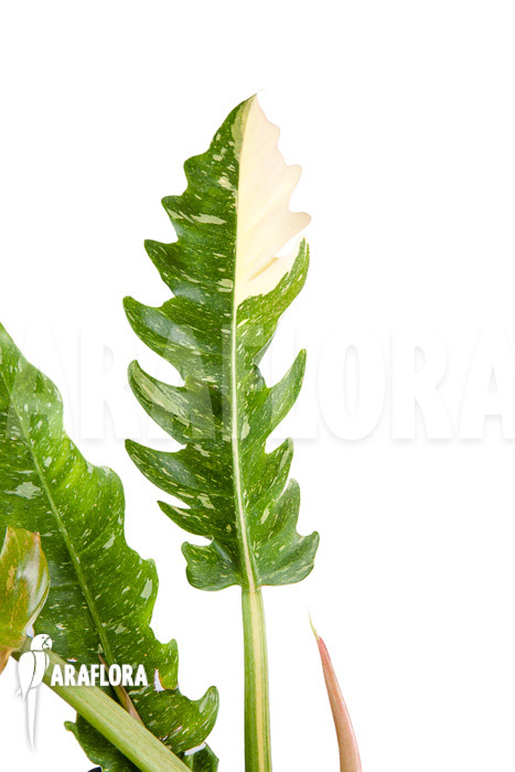 Philodendron &lsquo;Ring of Fire&rsquo;