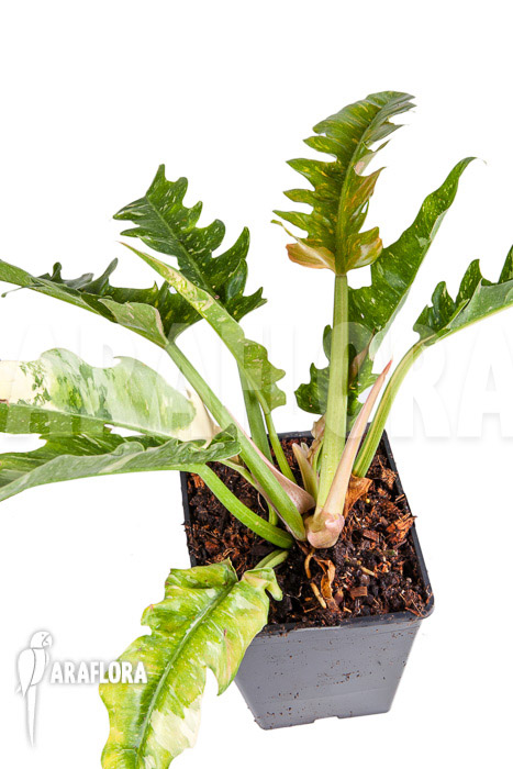 Philodendron &lsquo;Ring of Fire&rsquo;