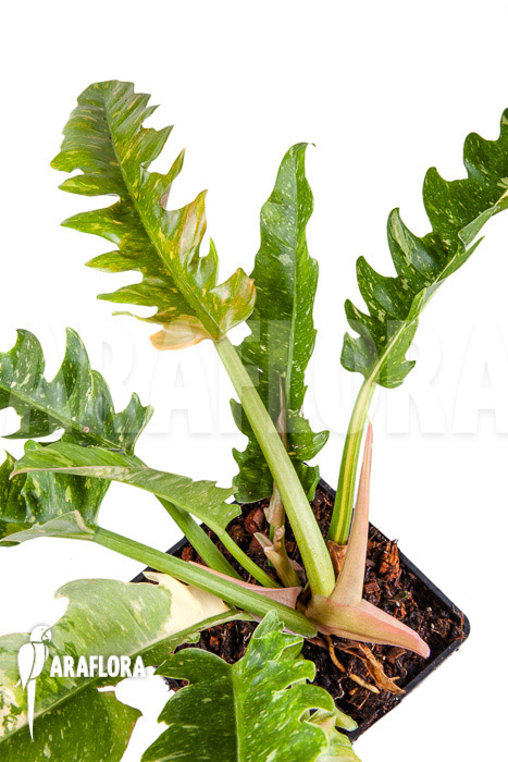 Philodendron &lsquo;Ring of Fire&rsquo;