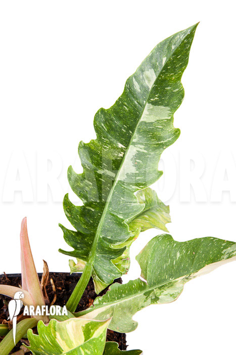 Philodendron &lsquo;Ring of Fire&rsquo;