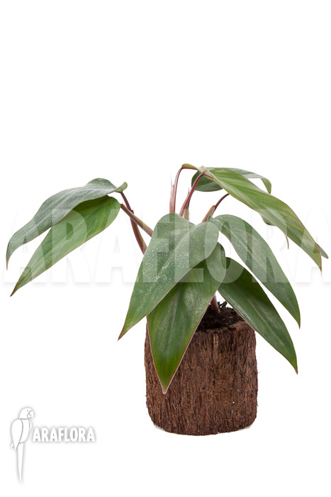 Philodendron &lsquo;Ruby nieuw&rsquo;