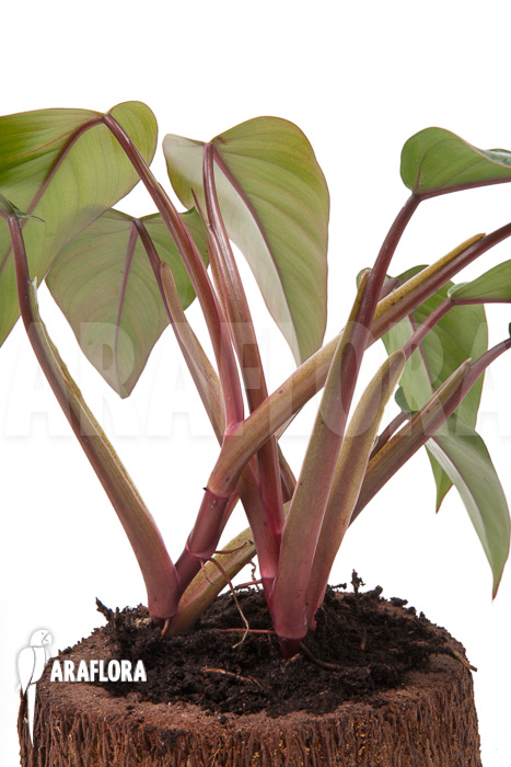 Philodendron &lsquo;Ruby nieuw&rsquo;