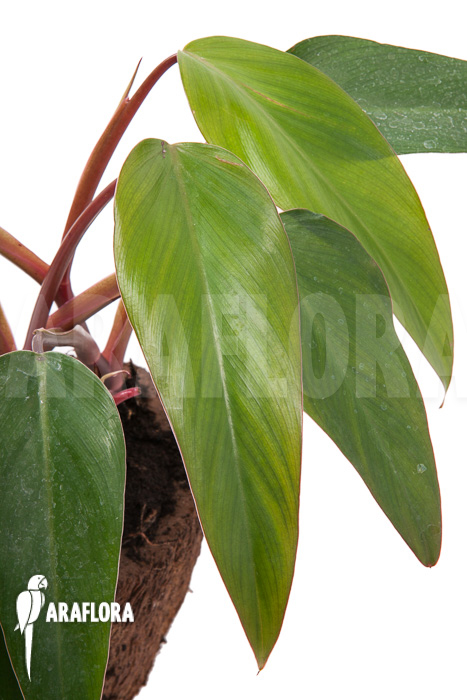 Philodendron &lsquo;Ruby nieuw&rsquo;