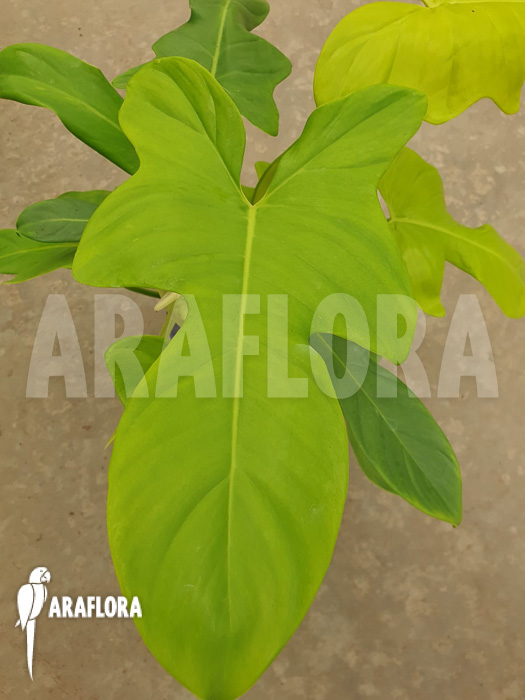Philodendron &lsquo;Golden violin&rsquo;
