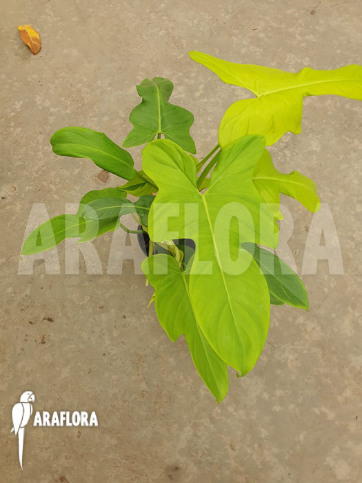 Philodendron &lsquo;Golden violin&rsquo;