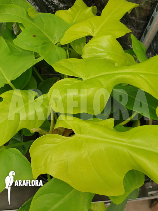 Philodendron &lsquo;Golden violin&rsquo;