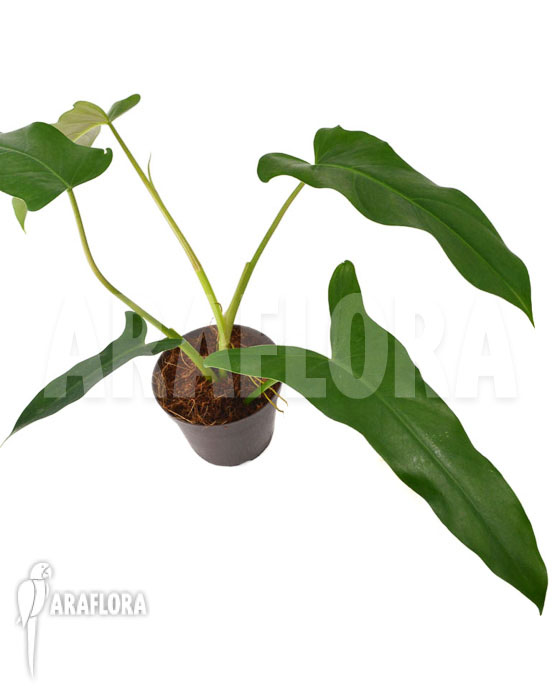 Philodendron atabapoense &lsquo;M&rsquo;