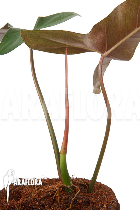 Philodendron atabapoense cutting &lsquo;S&rsquo;