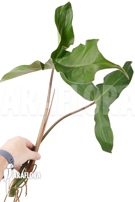 Philodendron atabapoense cutting &lsquo;S&rsquo;
