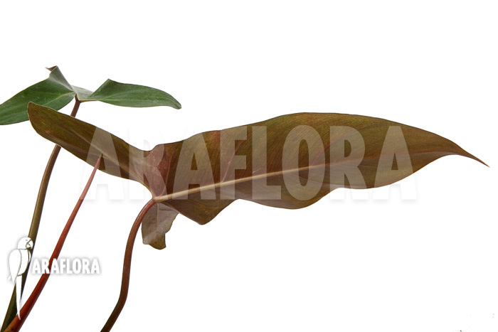 Philodendron atabapoense cutting &lsquo;S&rsquo;