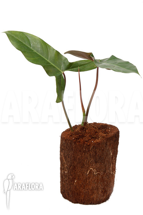 Philodendron atabapoense cutting &lsquo;S&rsquo;