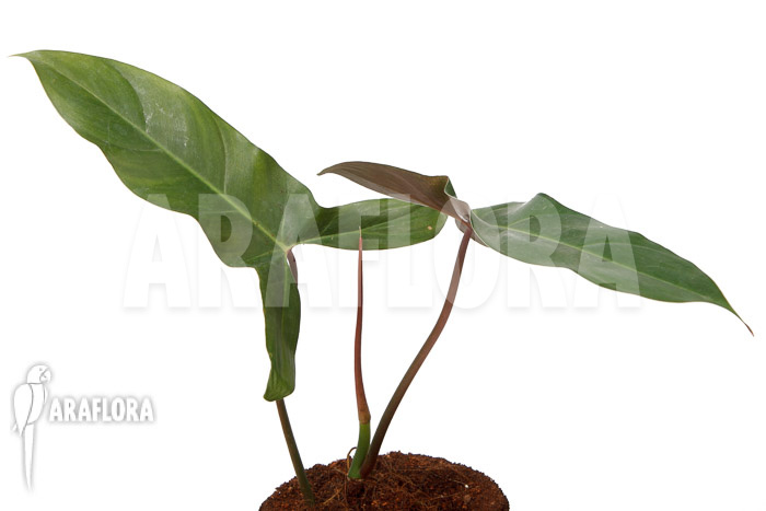 Philodendron atabapoense cutting &lsquo;S&rsquo;