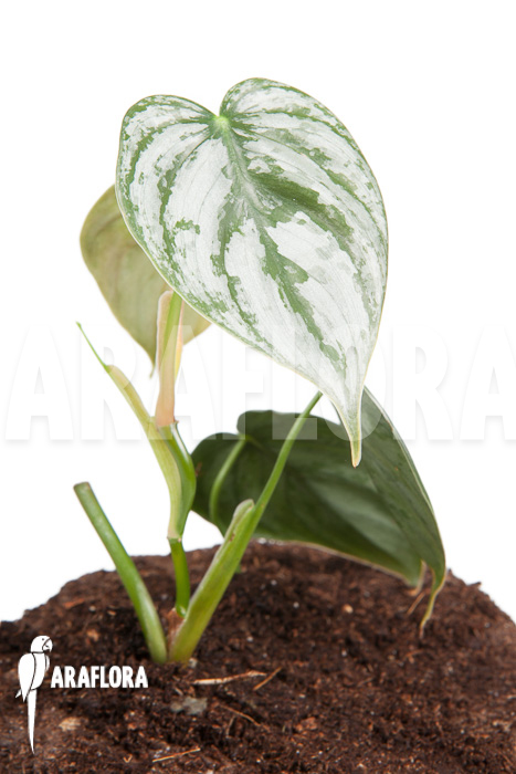 Philodendron brandtianum
