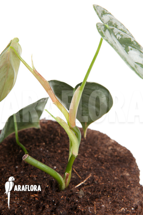Philodendron brandtianum