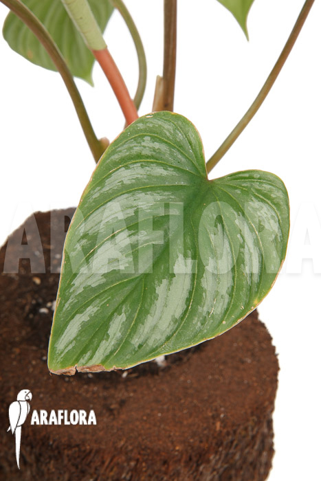 Philodendron brandtianum &lsquo;L&rsquo;