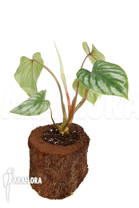 Philodendron brandtianum &lsquo;L&rsquo;