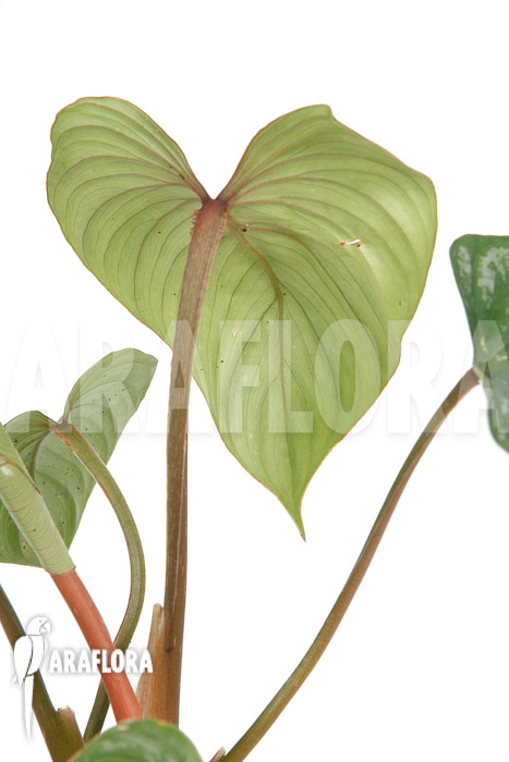Philodendron brandtianum &lsquo;L&rsquo;
