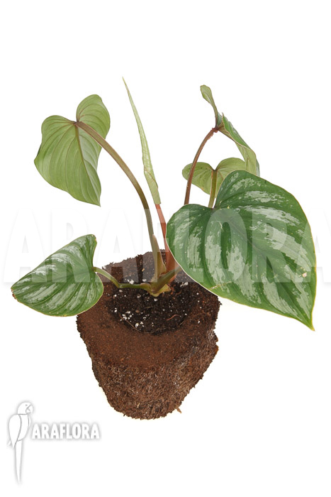 Philodendron brandtianum &lsquo;L&rsquo;