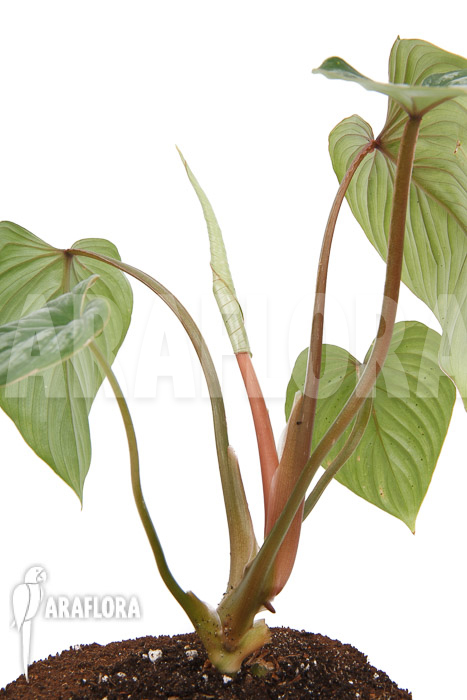 Philodendron brandtianum &lsquo;L&rsquo;