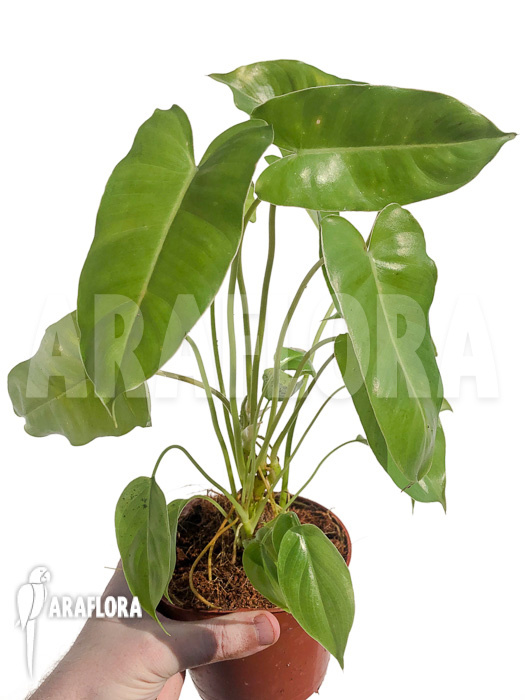 Philodendron burle marxii