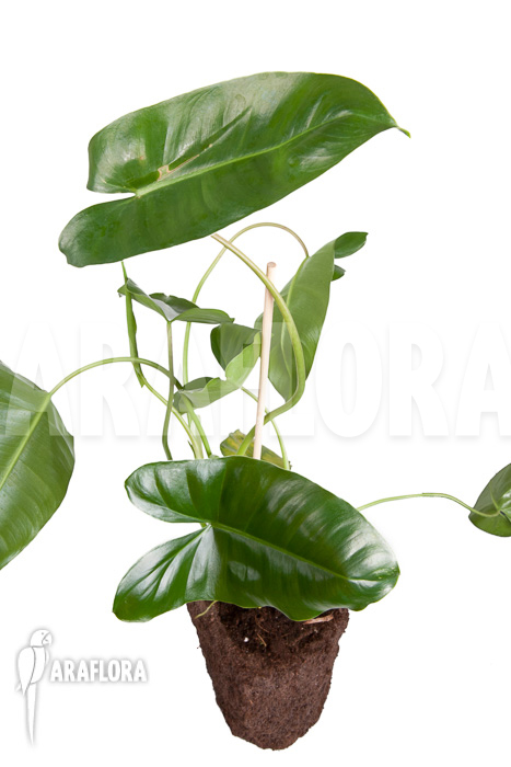 Philodendron burle-marxii