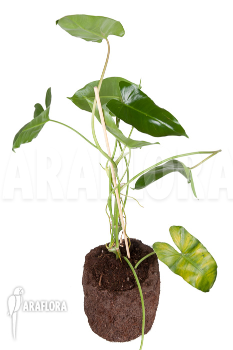 Philodendron burle-marxii