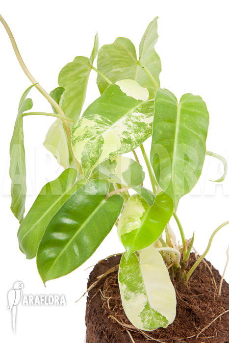 Philodendron burle marxii variegated P3