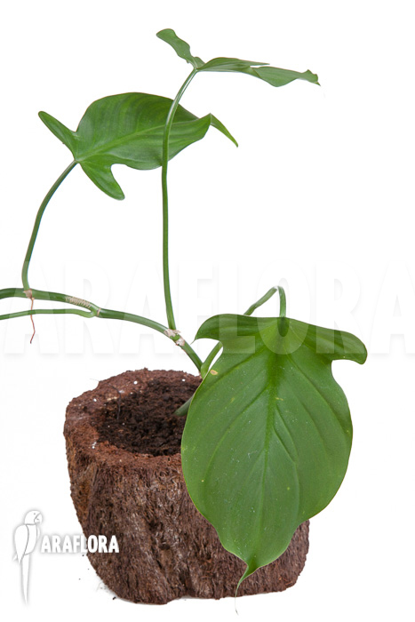 Philodendron camposportoanum