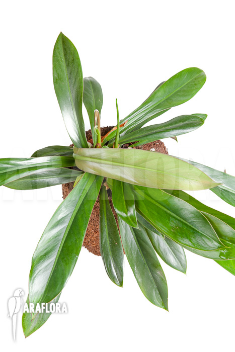 Philodendron crassinervium