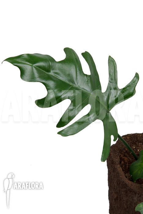 Philodendron elegans &lsquo;M&rsquo;