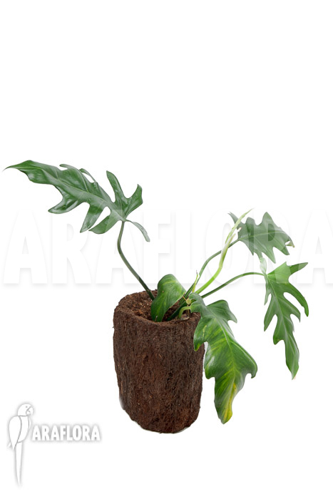 Philodendron elegans &lsquo;M&rsquo;