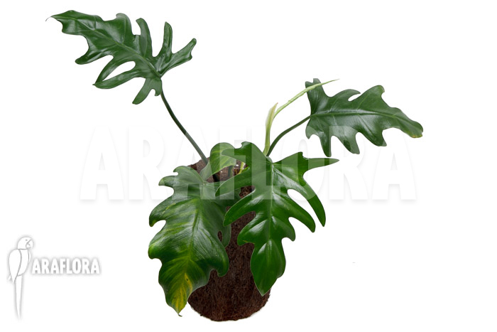 Philodendron elegans &lsquo;M&rsquo;