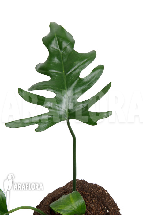 Philodendron elegans &lsquo;M&rsquo;