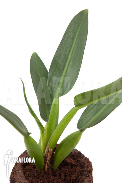 Philodendron &lsquo;Fatboy&rsquo;