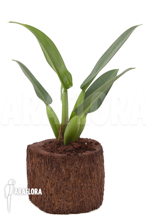 Philodendron &lsquo;Fatboy&rsquo;