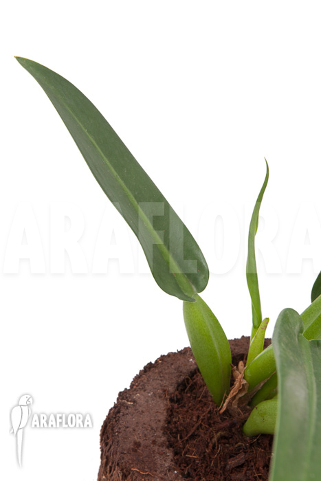 Philodendron &lsquo;Fatboy&rsquo;