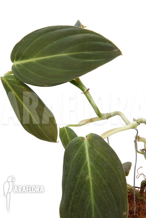 Philodendron gigas