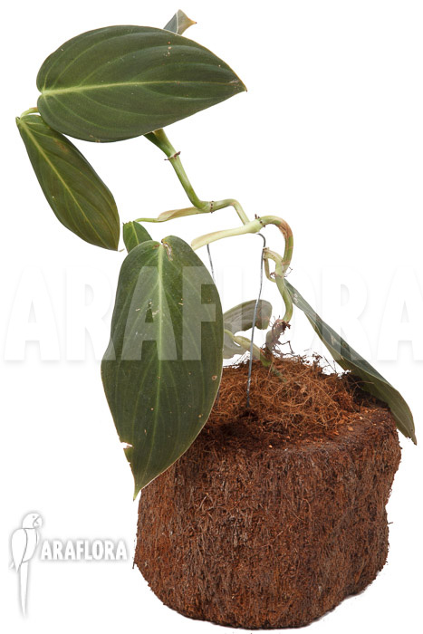 Philodendron gigas