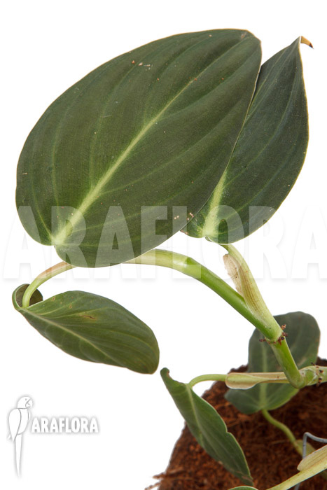Philodendron gigas