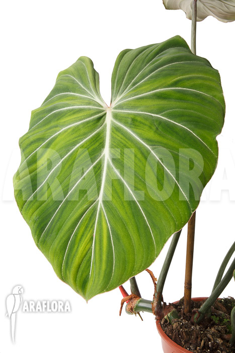 Philodendron gloriosum &lsquo;B&rsquo;  &lsquo;L&rsquo;
