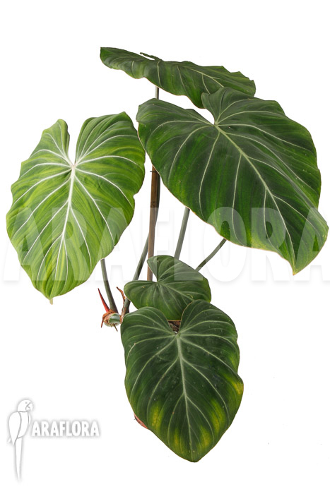 Philodendron gloriosum &lsquo;B&rsquo;  &lsquo;L&rsquo;