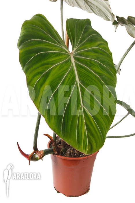Philodendron gloriosum &lsquo;B&rsquo;  &lsquo;L&rsquo;